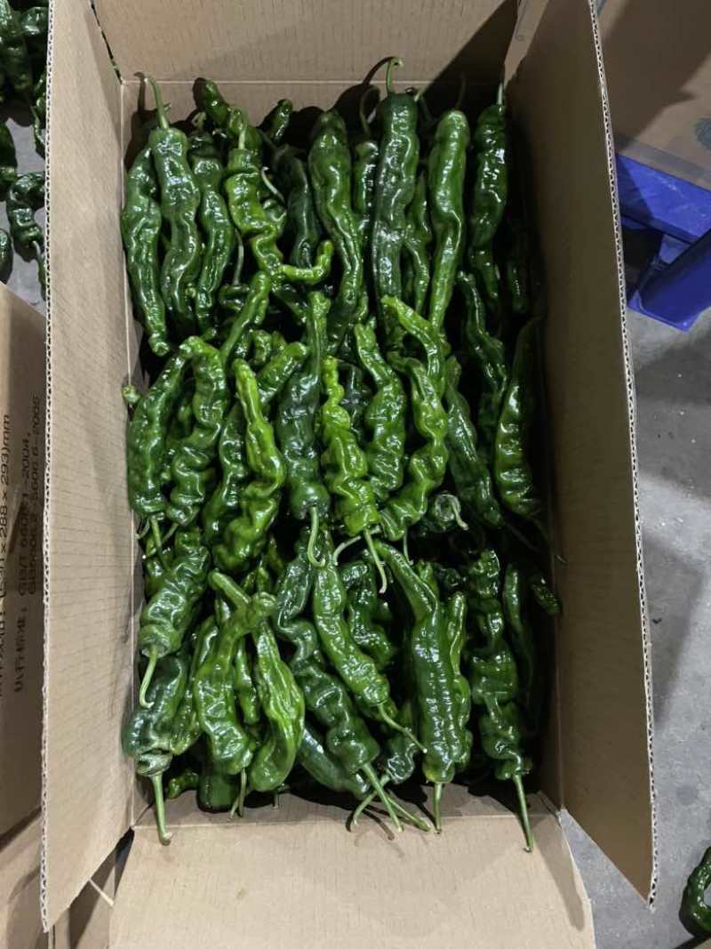 山西小皱皮辣椒上市、大量供应、产地代办，诚信经营