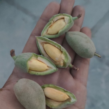 新鲜巴旦木