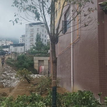 咸宁樟树