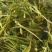 老板我是侯焰，我有中药材金银花，流水线烘干机，无硫干花35元