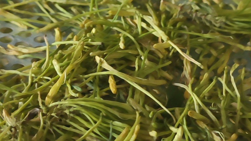 老板我是侯焰，我有中药材金银花，流水线烘干机，无硫干花35元