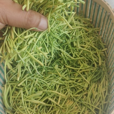 老板我是侯焰，我有中药材金银花，流水线烘干机，无硫干花35元