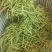 老板我是侯焰，我有中药材金银花，流水线烘干机，无硫干花35元