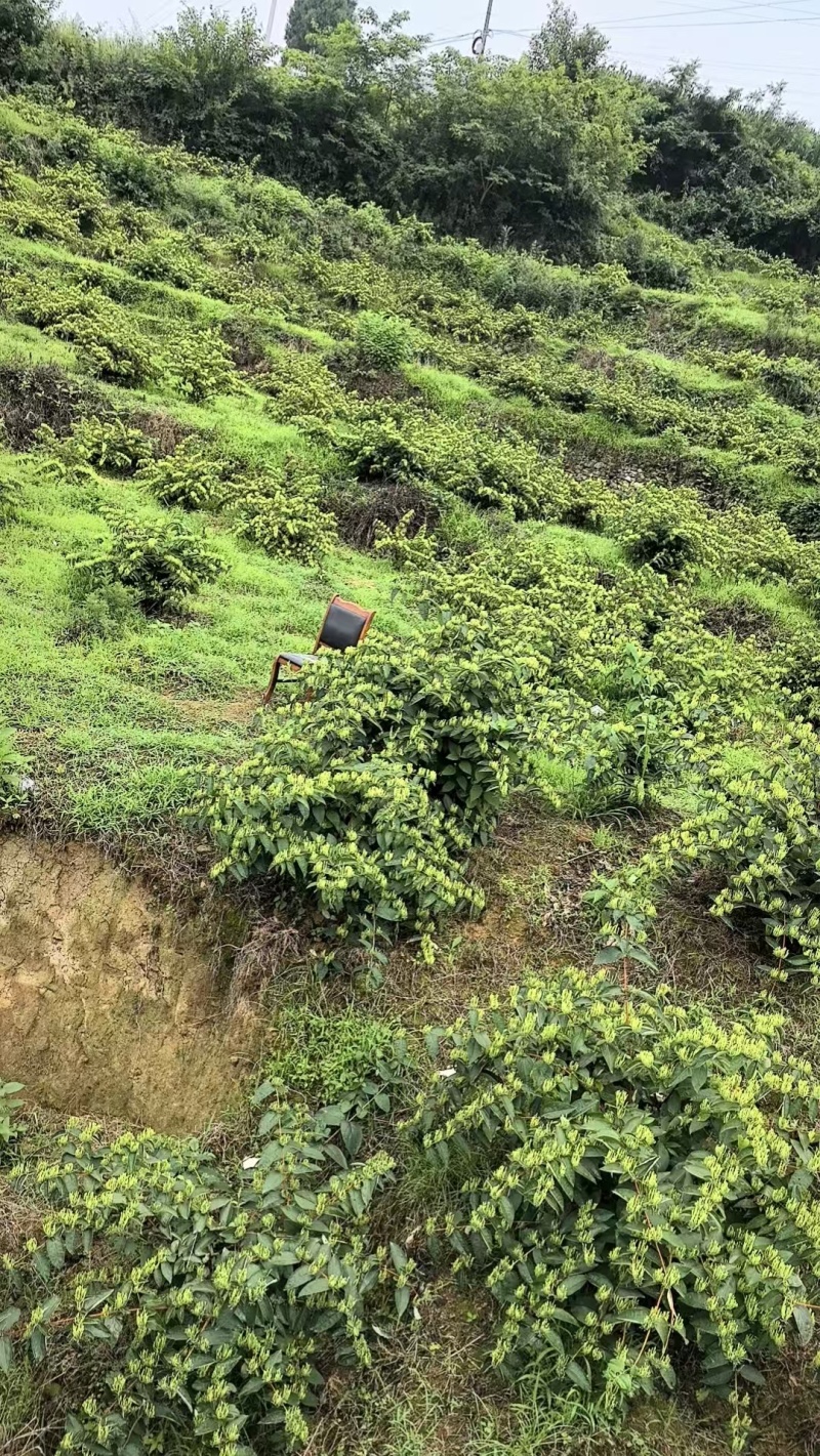 老板我是侯焰，我有中药材金银花，流水线烘干机，无硫干花35元