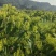 老板我是侯焰，我有中药材金银花，流水线烘干机，无硫干花35元