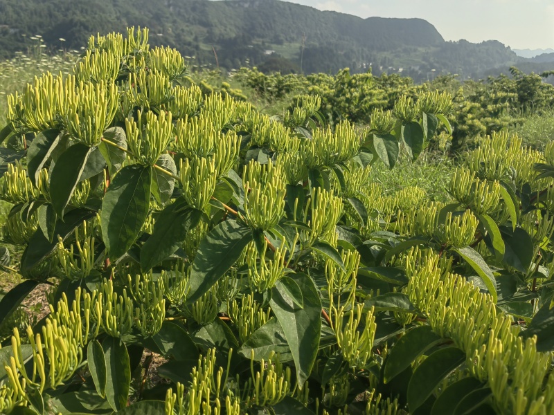 老板我是侯焰，我有中药材金银花，流水线烘干机，无硫干花35元