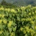 老板我是侯焰，我有中药材金银花，流水线烘干机，无硫干花35元