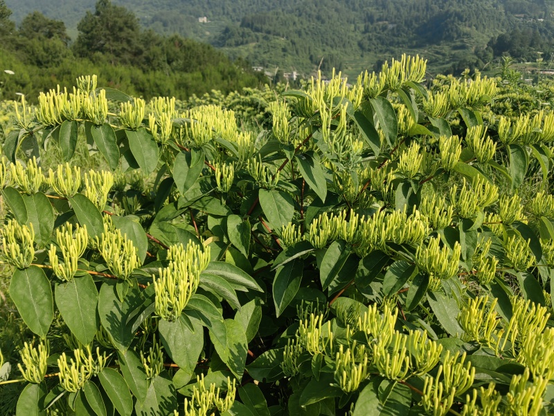 老板我是侯焰，我有中药材金银花，流水线烘干机，无硫干花35元