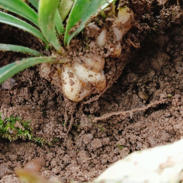 药用百合