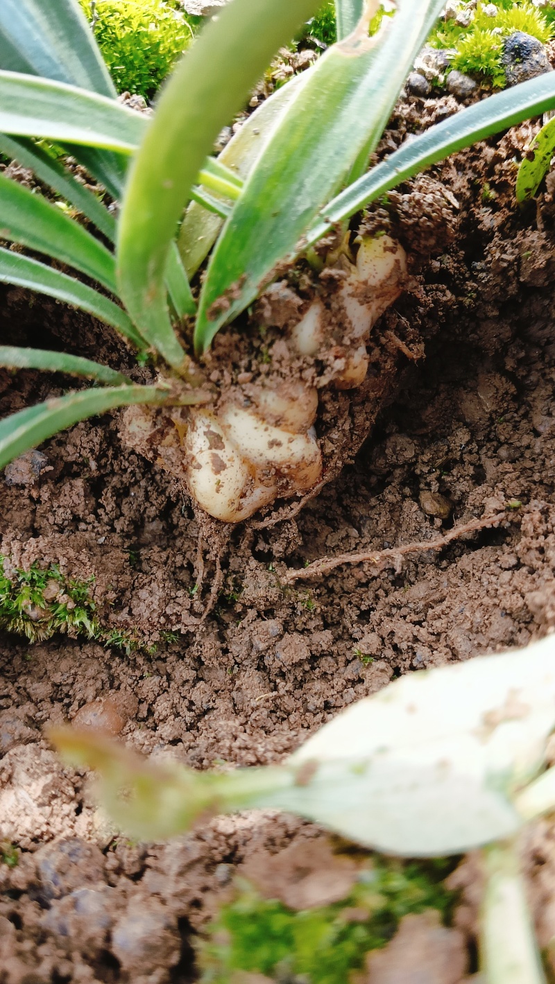 药用百合