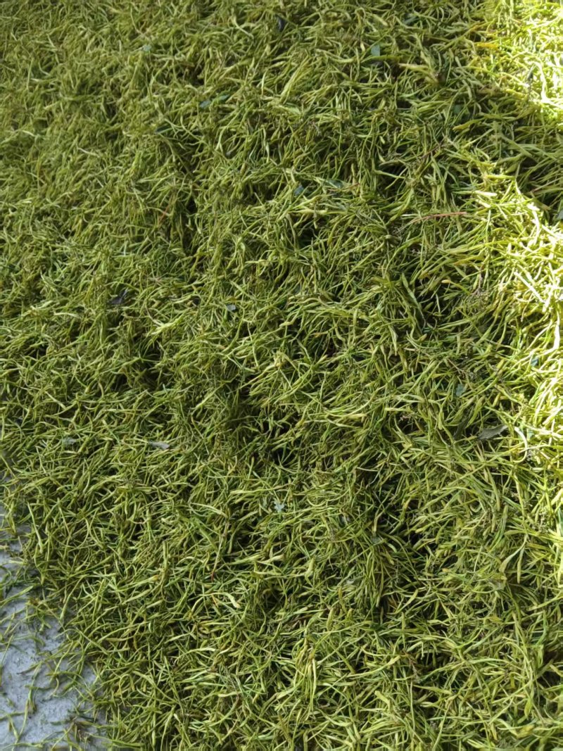 重庆秀山金银花