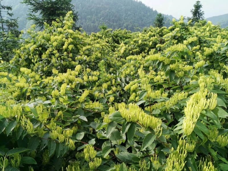 重庆秀山金银花