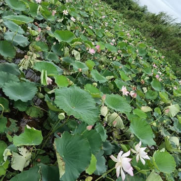 太空36水果莲蓬
