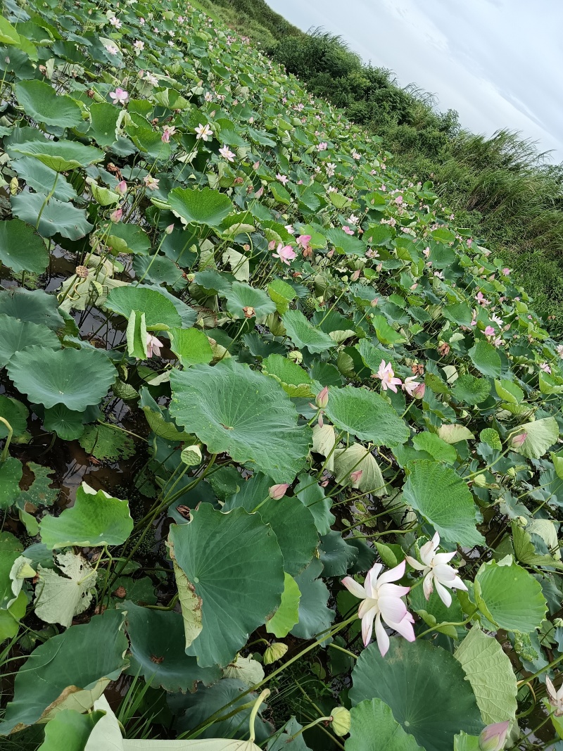 太空36水果莲蓬
