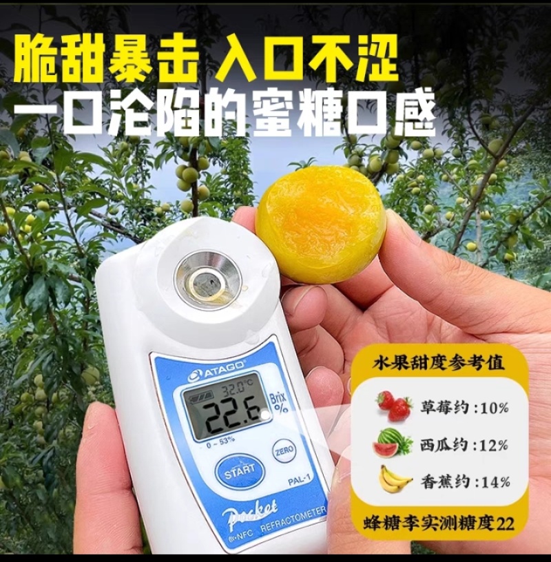 正宗六马蜂糖李全网一件代发。天猫京东抖音拼多多淘宝