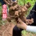 中药材原料金刚藤的根