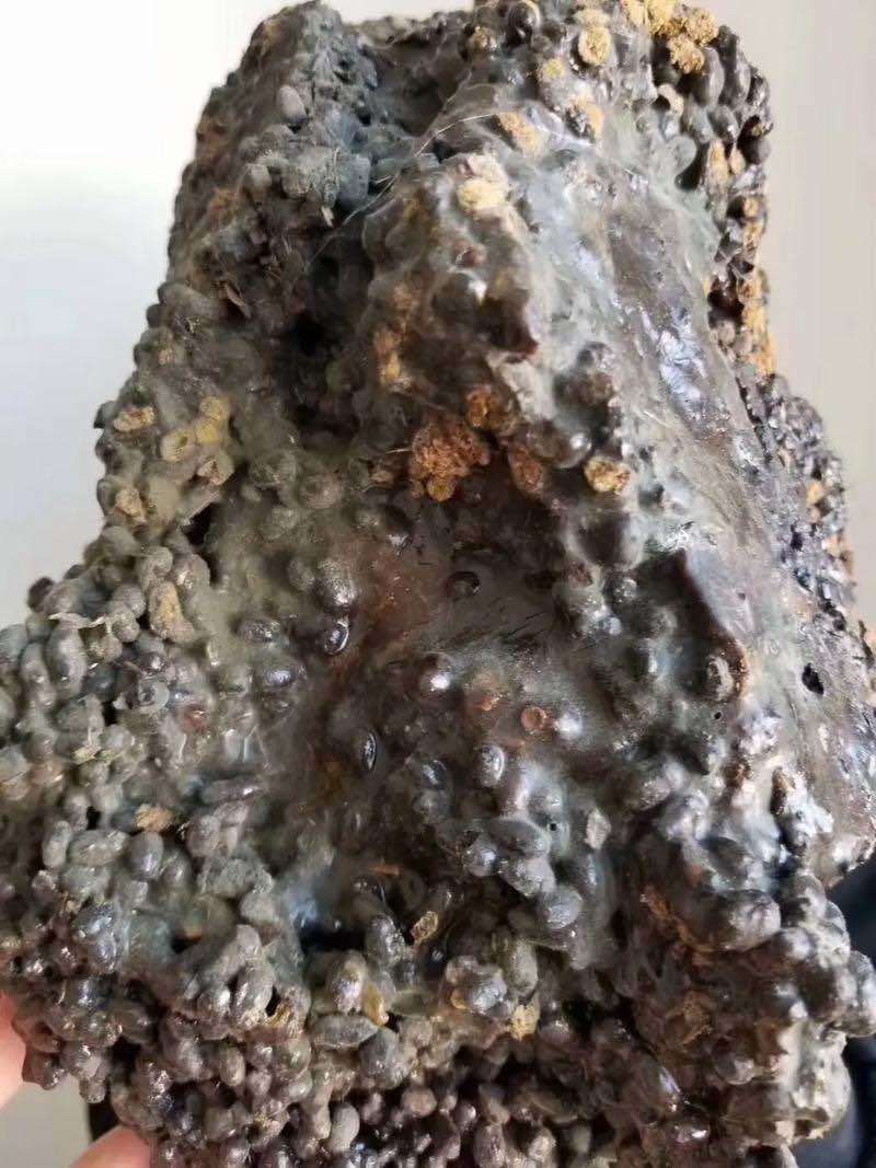 新疆哈密五灵脂