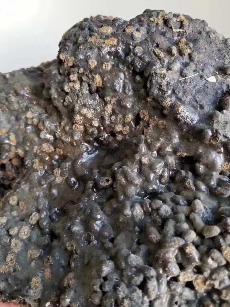 新疆哈密五灵脂