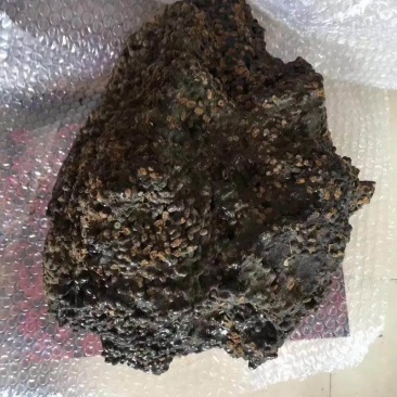 新疆哈密五灵脂
