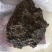 新疆哈密五灵脂