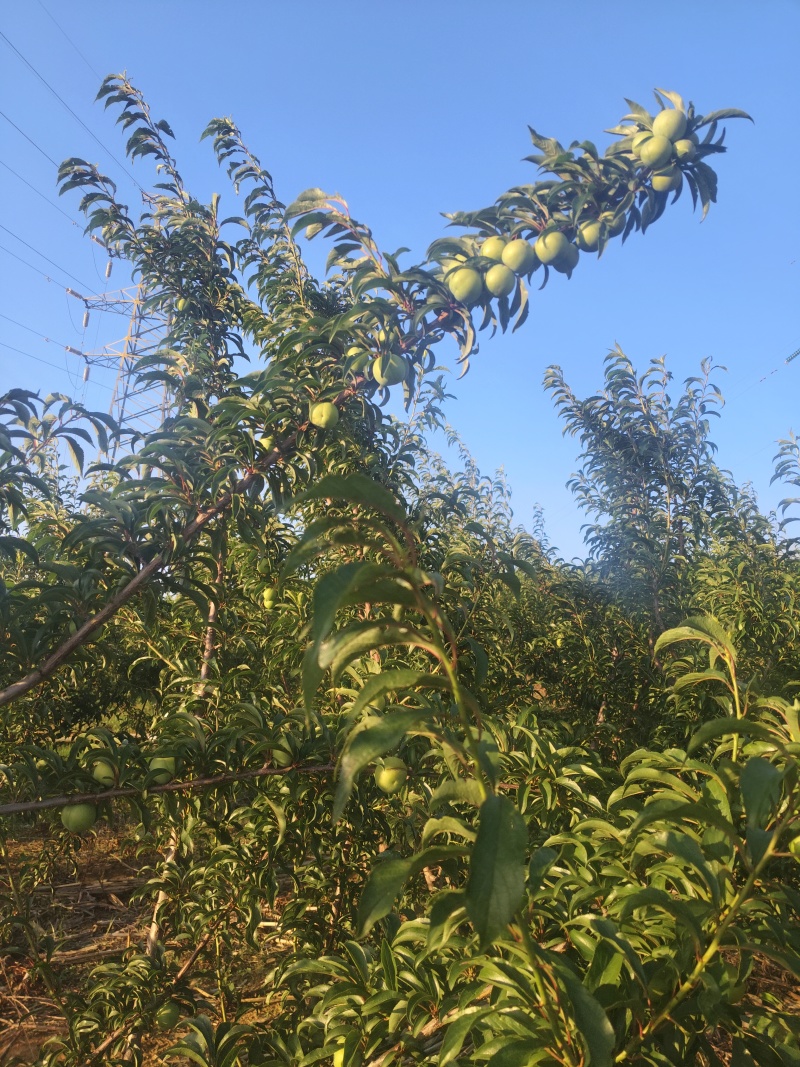 贵州蜂糖李