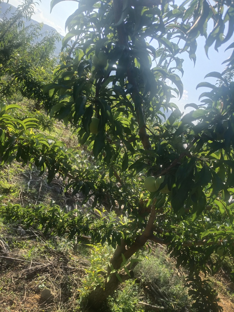 贵州蜂糖李