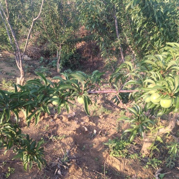 贵州蜂糖李