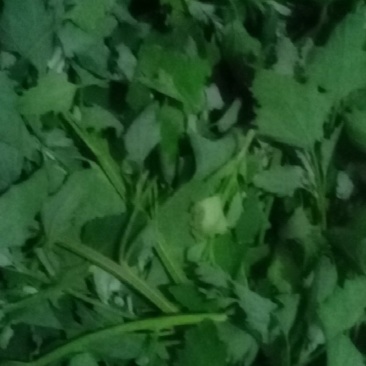 灰灰菜