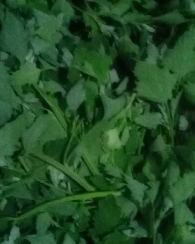 灰灰菜