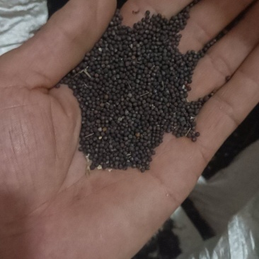 重庆荣昌油菜籽