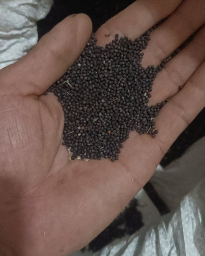 重庆荣昌油菜籽