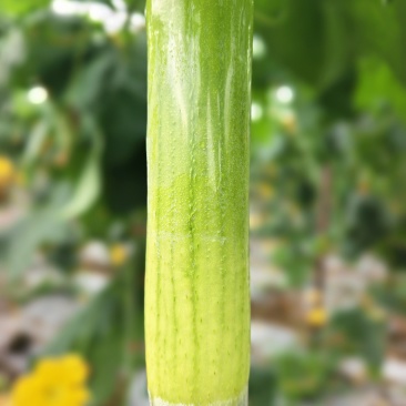 白玉丝瓜
