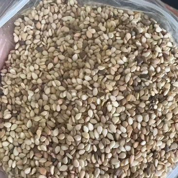 苏丹白芝麻