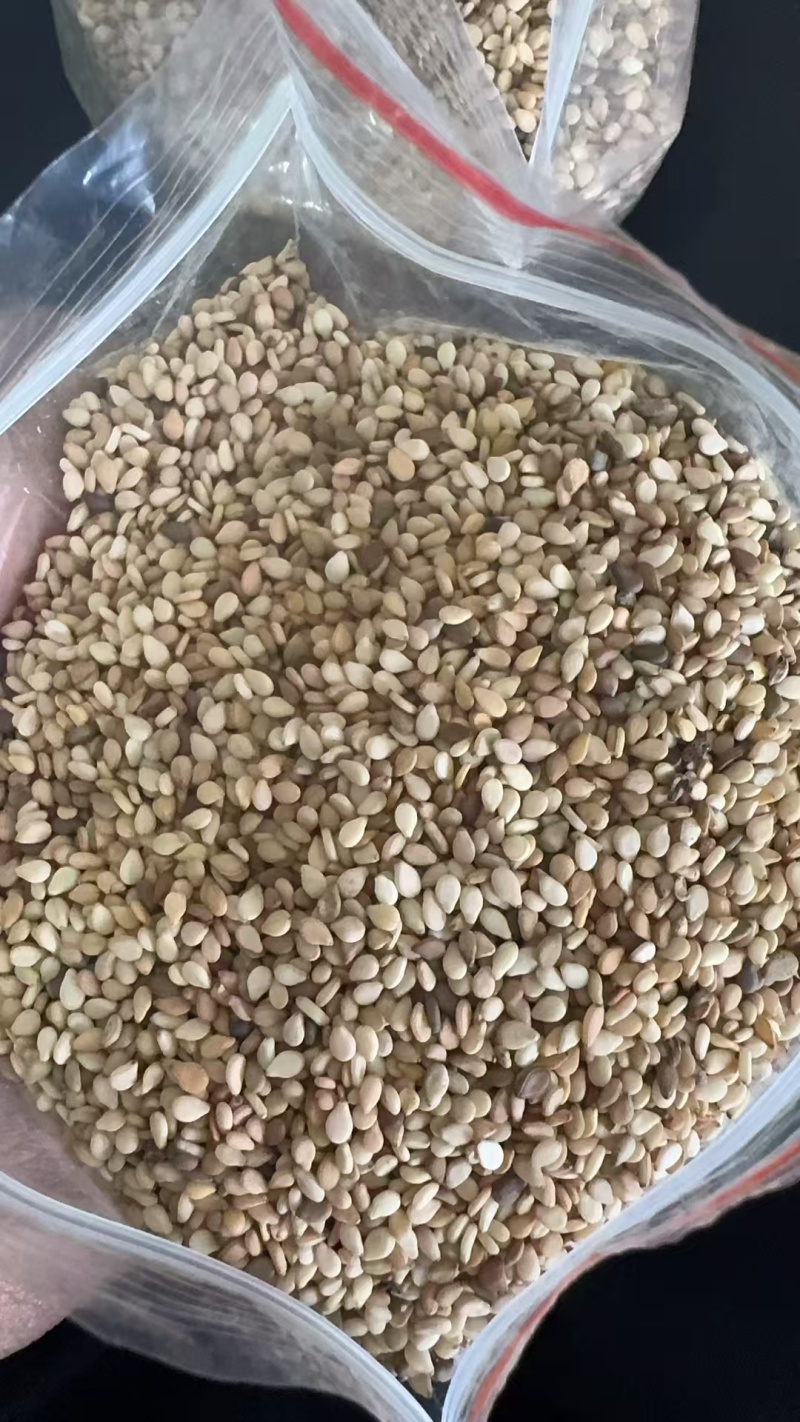 苏丹白芝麻