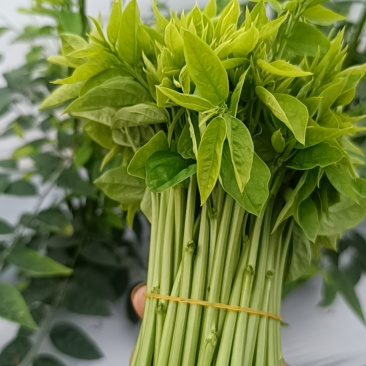 潮汕树仔菜