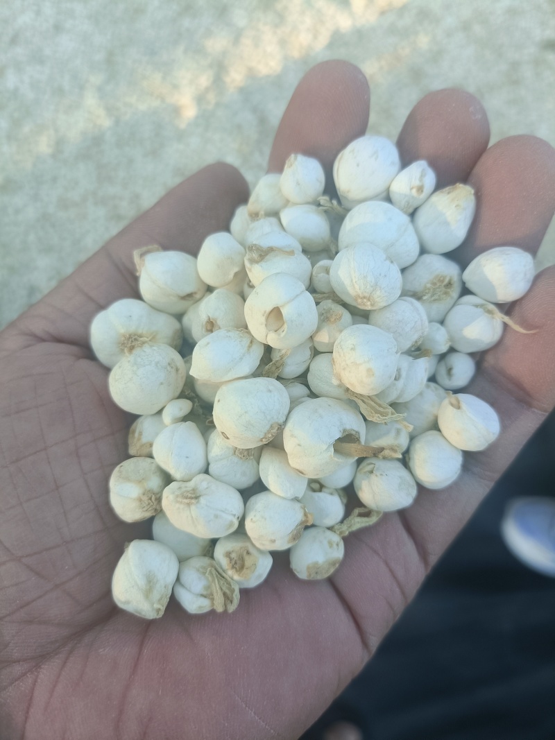 新疆贝母
