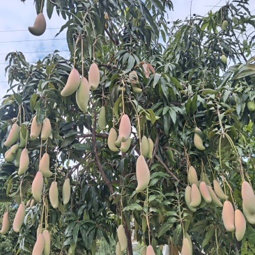 红象牙芒果3万斤