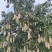 红象牙芒果3万斤