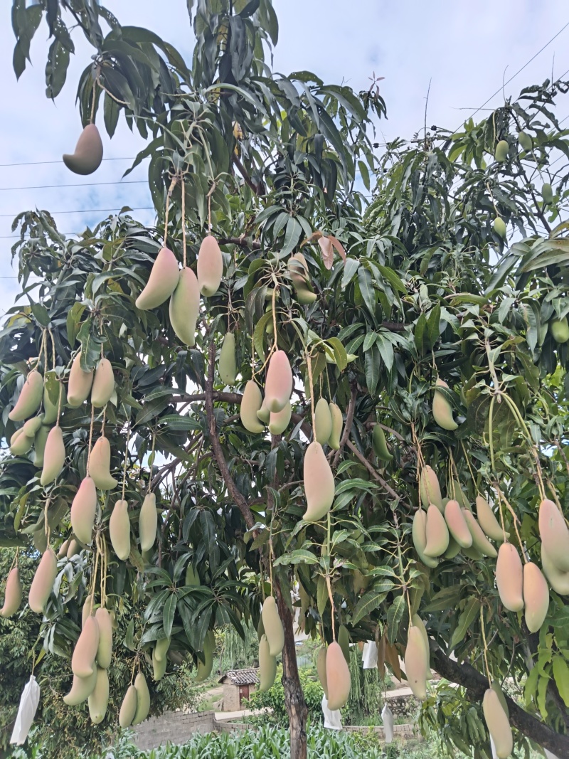 红象牙芒果3万斤