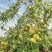 贵州产地蜂糖李专业代收一条龙保质保量支持一件代发全国批发