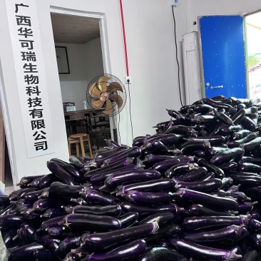 茄子