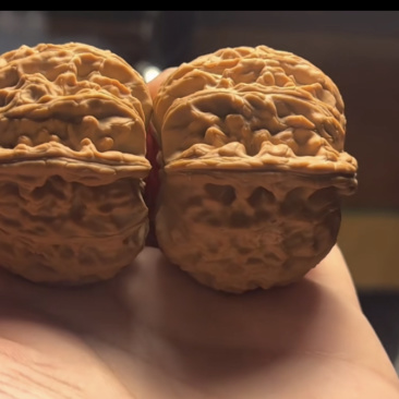 白狮子