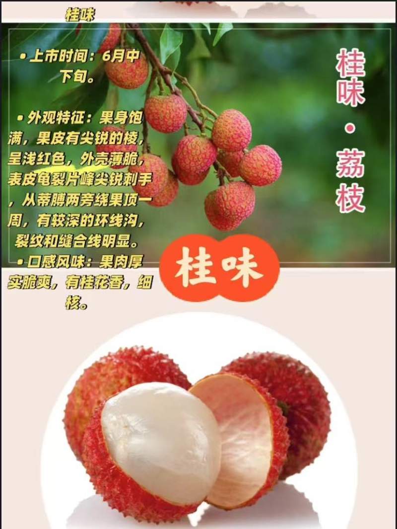 产区桂味荔枝承接各大电商平台一件代发全国批发量大从优