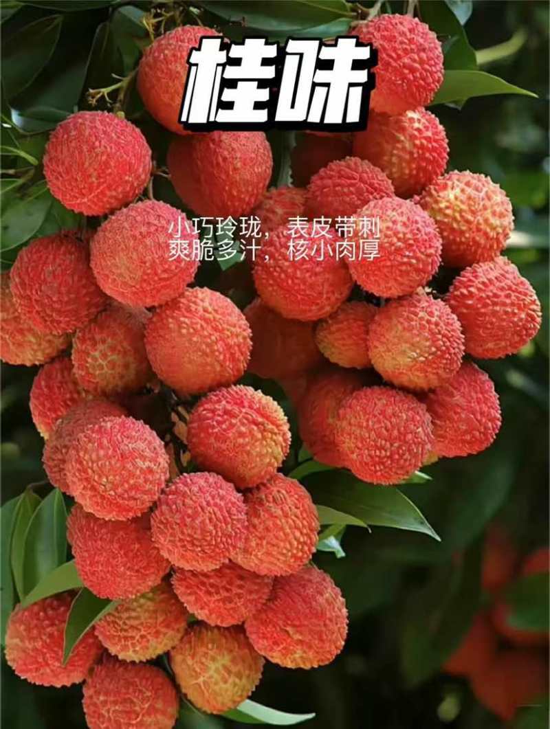 产区桂味荔枝承接各大电商平台一件代发全国批发量大从优