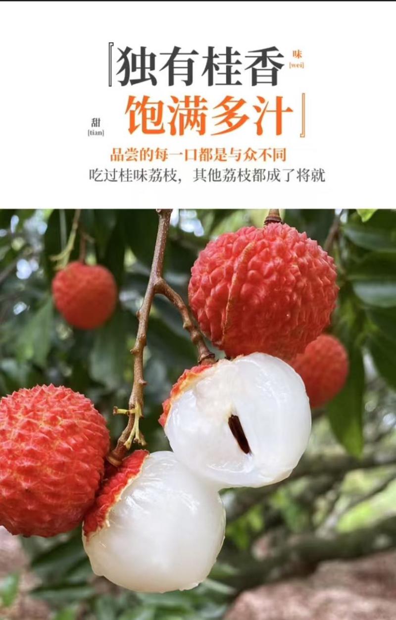 产区桂味荔枝承接各大电商平台一件代发全国批发量大从优