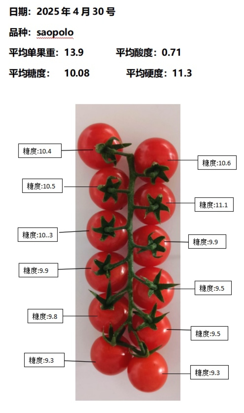 樱桃串串番茄各大基地直发