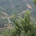 蜂糖李