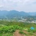 蜂糖李