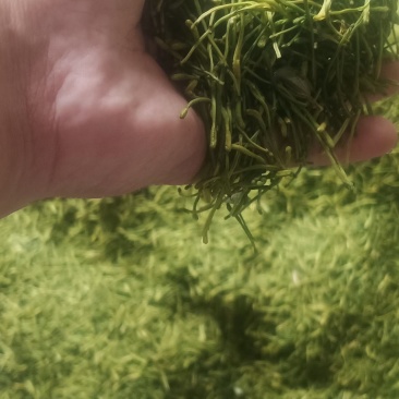 贵州遵义高山金银花