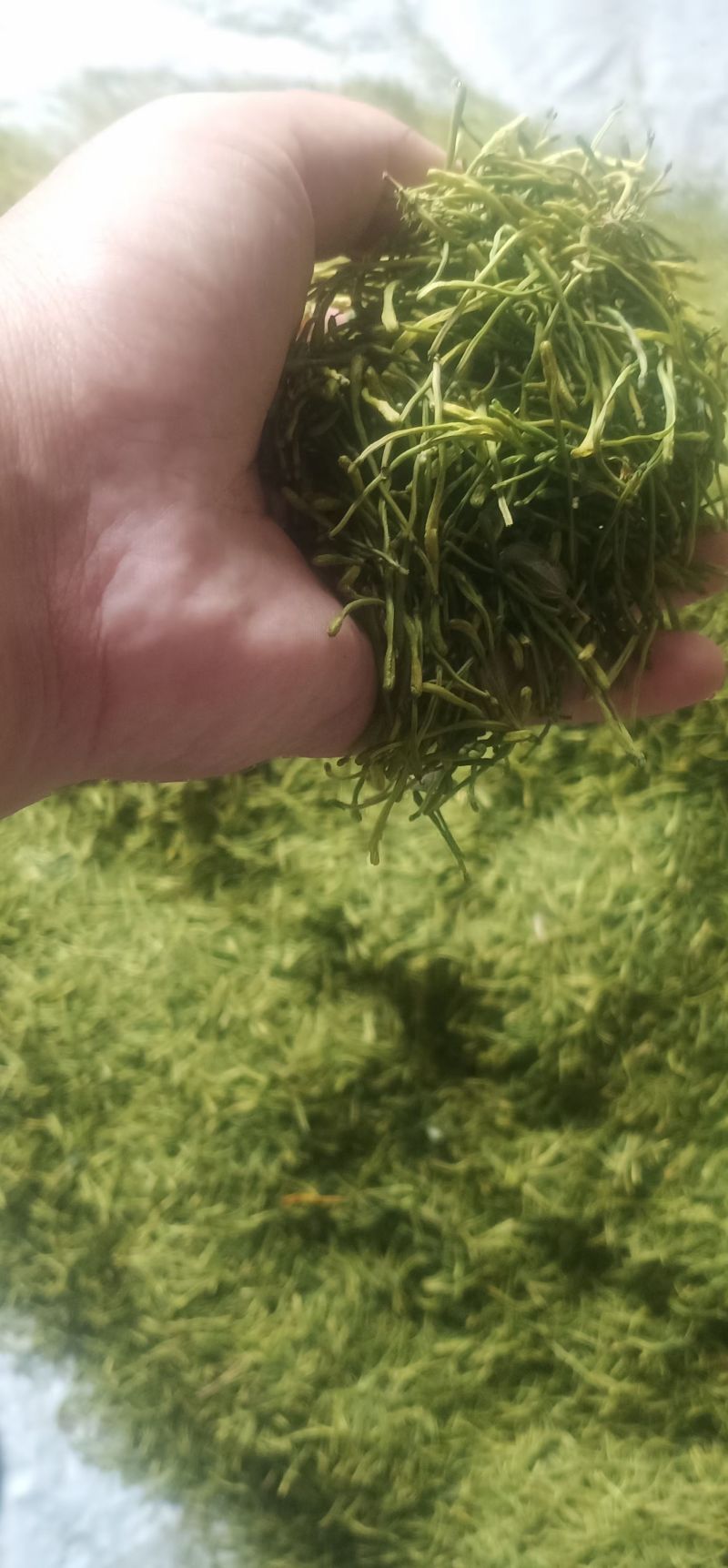 贵州遵义高山金银花